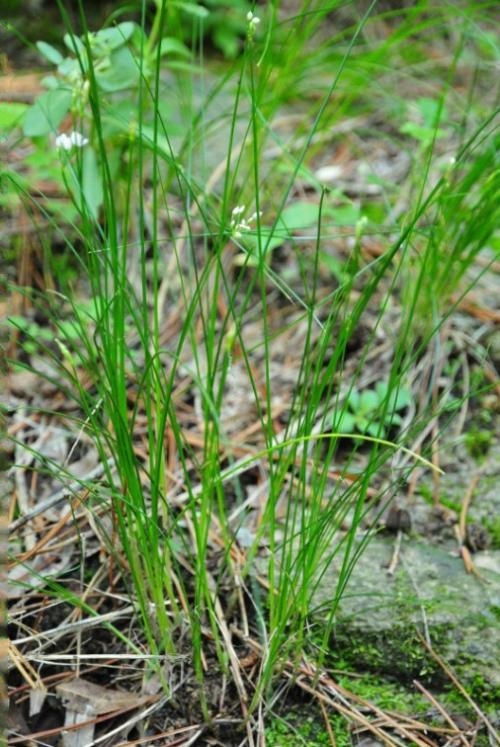  p>细叶韭(学名: i>allium tenuissimum /i> l.