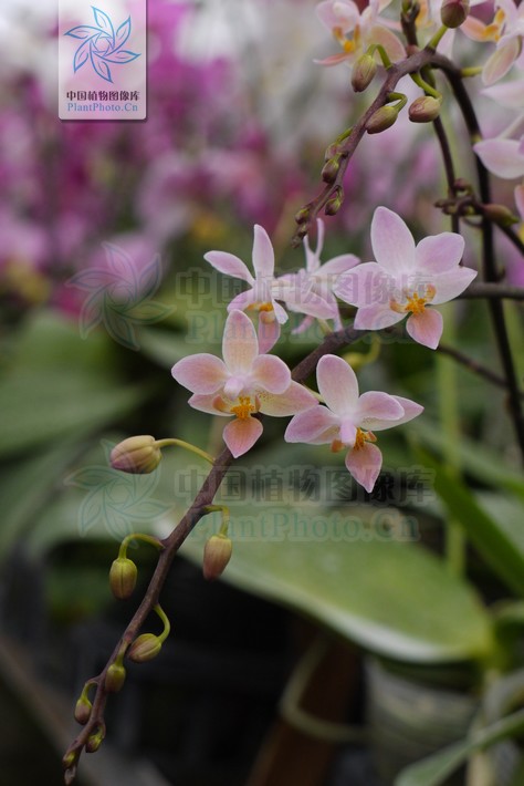  p>小兰屿 a target="_blank" href="/item/蝴蝶兰/17262" data-lemma