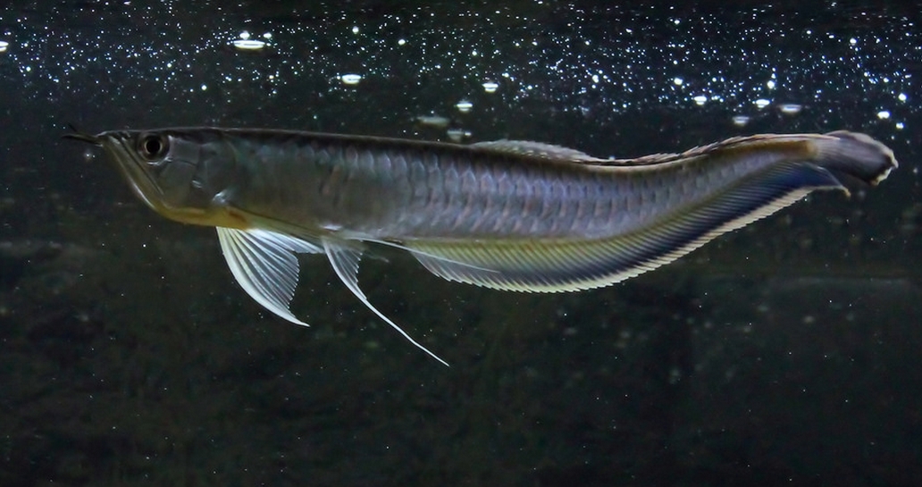 一般体长80厘米,体重400-600克,最大的个体长可达1米.