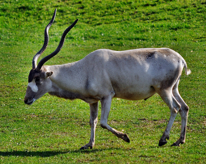 p>旋角羚(学名: i>addax nasomaculatus /i>):体型较大,体长1.5-1.