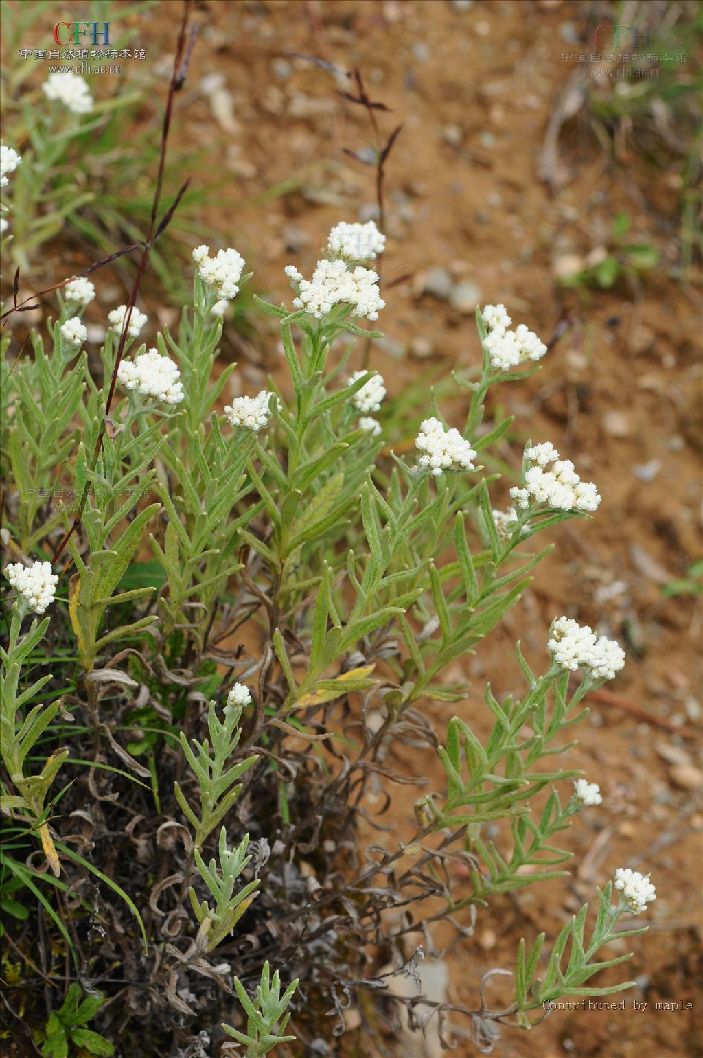  p>长叶二色香青,菊目 a target="_blank" hre