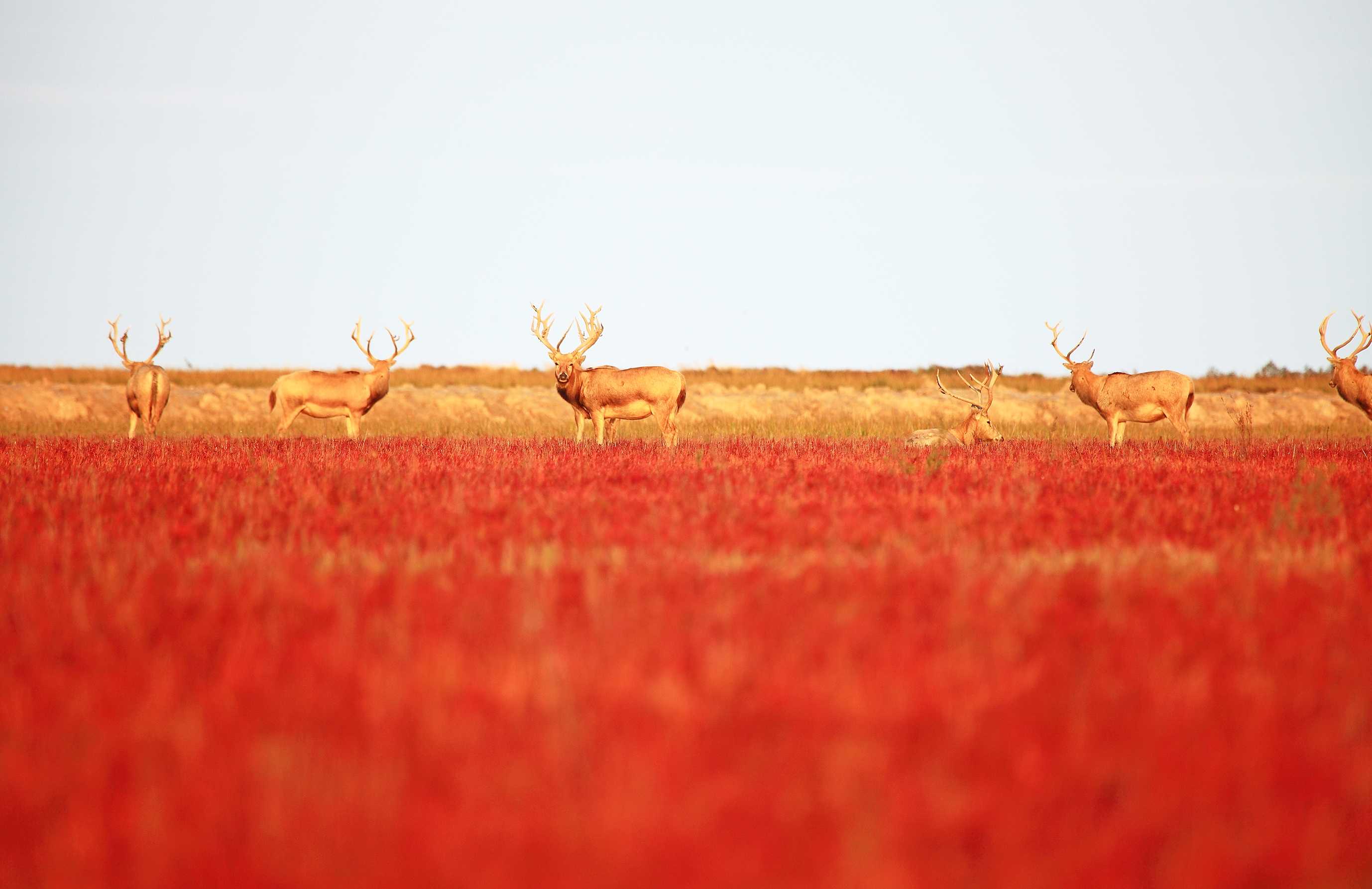 江苏大丰麋鹿国家级自然保护区