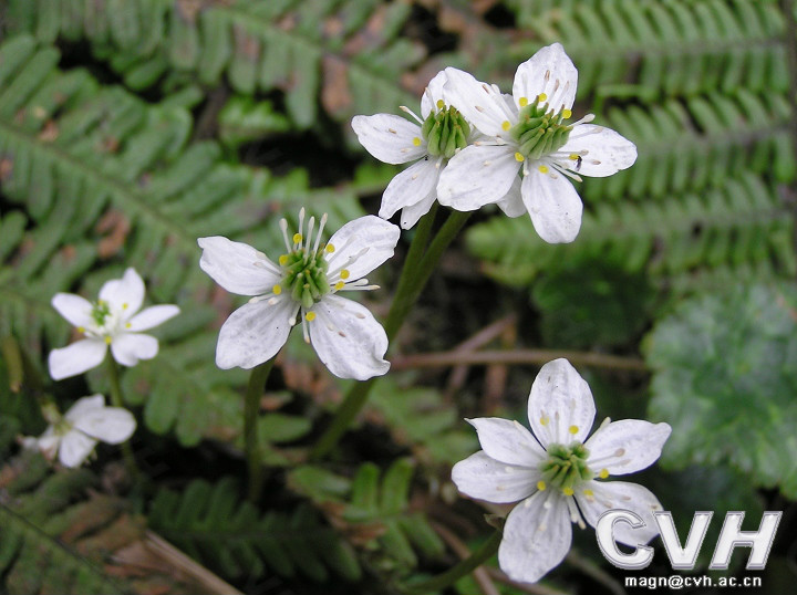 asteropyrum cavaleriei