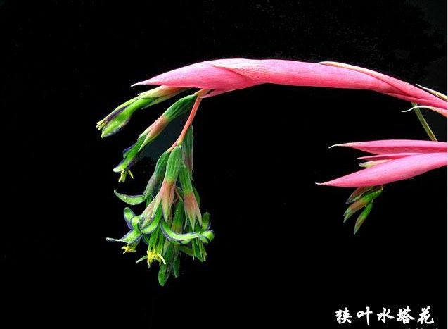 billbergia pyramidalis