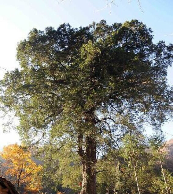  p> b>铁坚杉 /b>,又称铁油杉,牛屋杉,大卫油杉, a target="_blank"