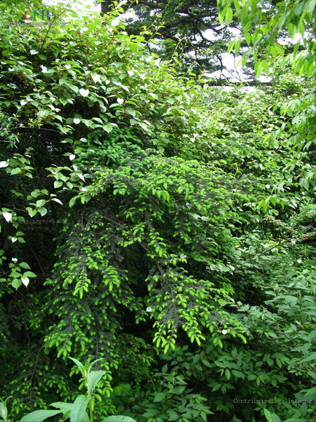 是松科铁杉属植物,乔木,高达50米,胸径达1.