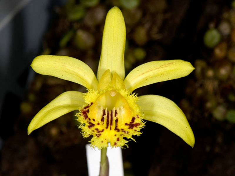  p>黄花独蒜兰(学名: i>pleione forrestii /i>  schltr.