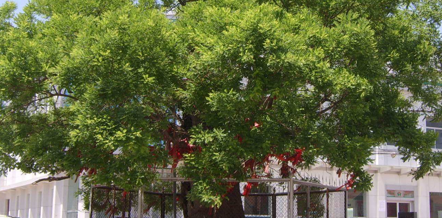  p data-id="gnvh7469ou">古大槐树,又称 a target="_blank" href="