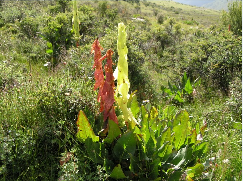  a href="#" data-lemmaid="5290384">大黄属 /a>高大粗壮草本植物,高