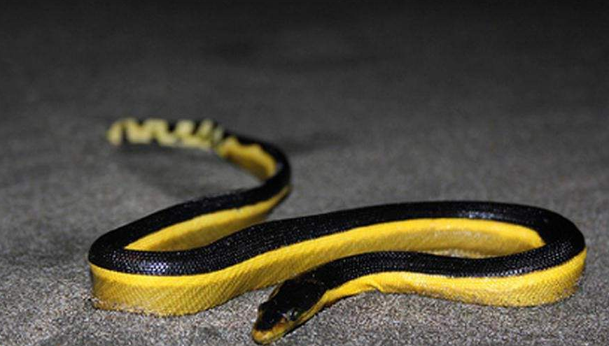  p>长吻海蛇(学名:pelamis platurus),眼镜蛇科长吻海蛇属物种,头狭长