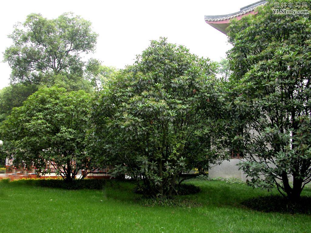 常绿乔木