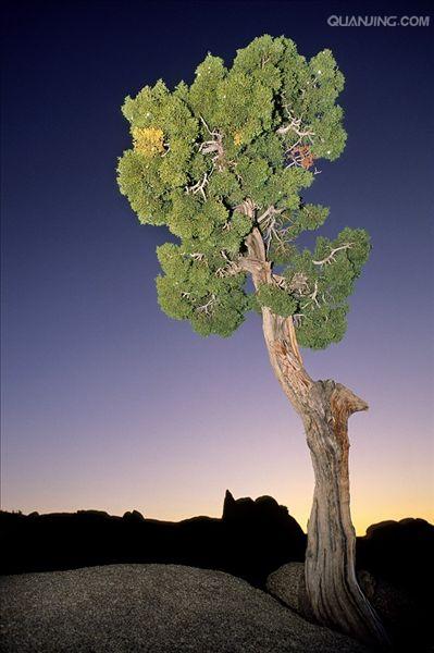 约书亚国家公园