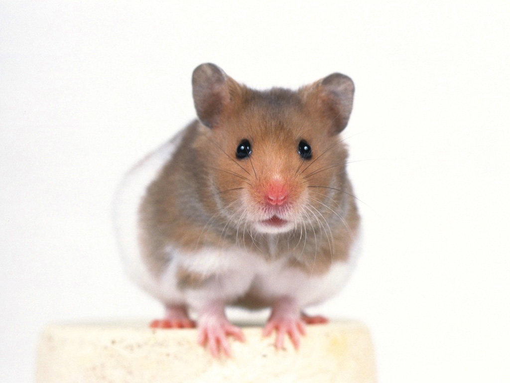 href="/item/鼠亚科">鼠亚科 /a>murinae;除了人为扩散的种类外,自然