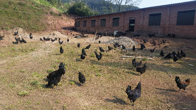  p>赤水乌骨鸡,贵州省 a href="#" data-lemmaid="2369813">赤水市 /a