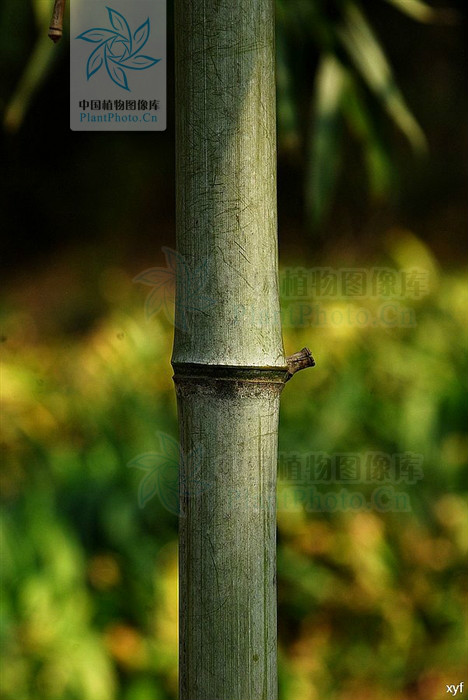  p>白哺鸡竹(学名: i>phyllostachys dulcis /i> mcclure)是禾本科