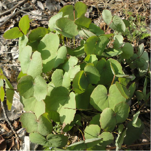 "tb5jetn3phsx">鲜黄连是小檗科鲜黄连属的多年生草本植物 /span> sup