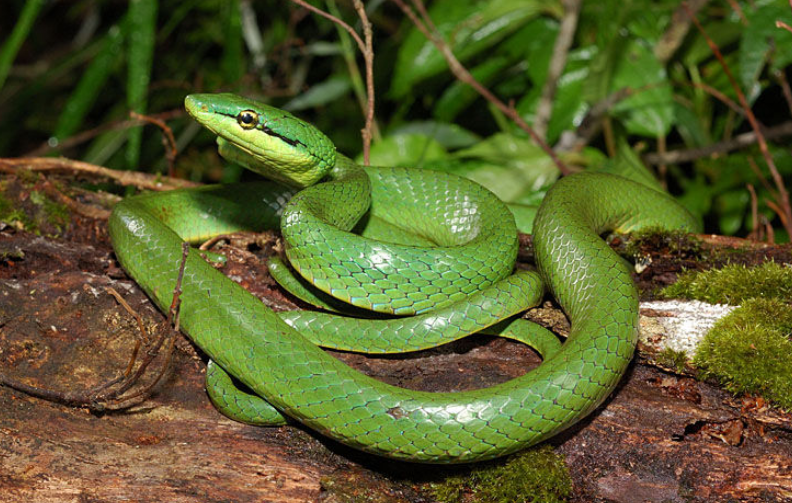 无毒蛇,全长约1m,体尾均较细长,尾长占全长的五分之二.