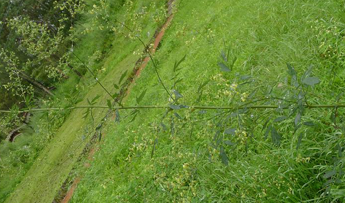  p> b>箭头唐松草 /b>(学名: b> i>thalictrum simplex /i> /b>)是 a