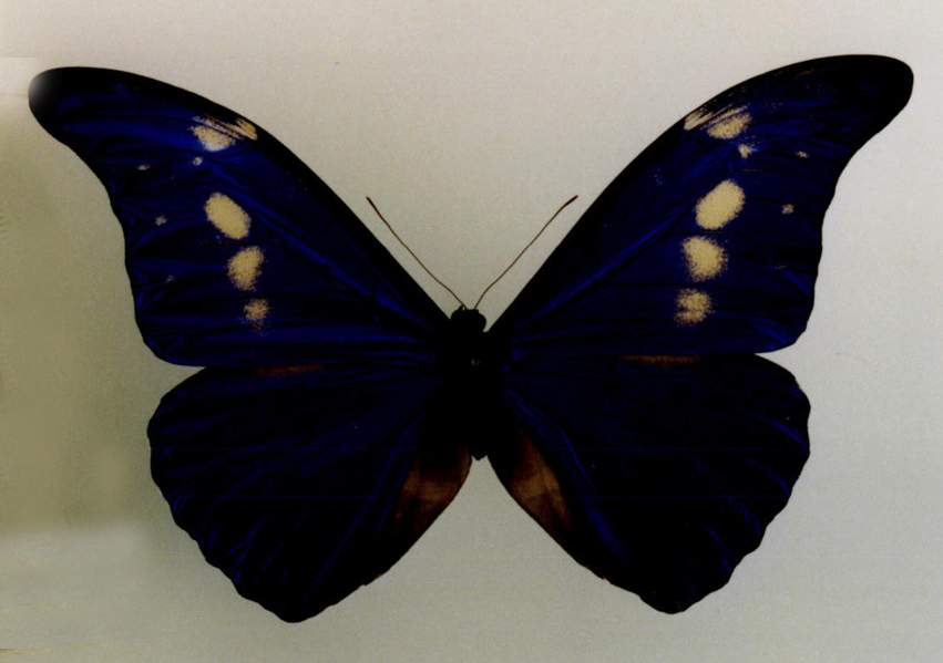 blue morpho helena butterfly
