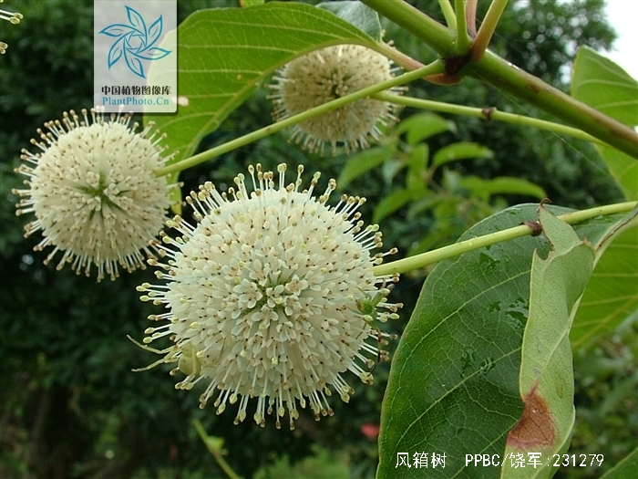 风箱树