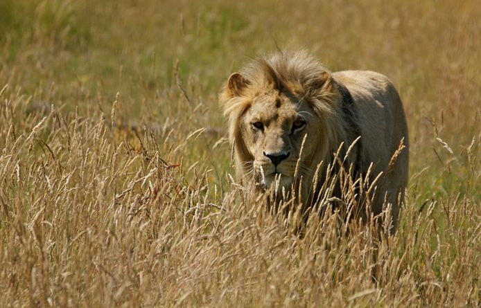 panthera leo bleyenberghi