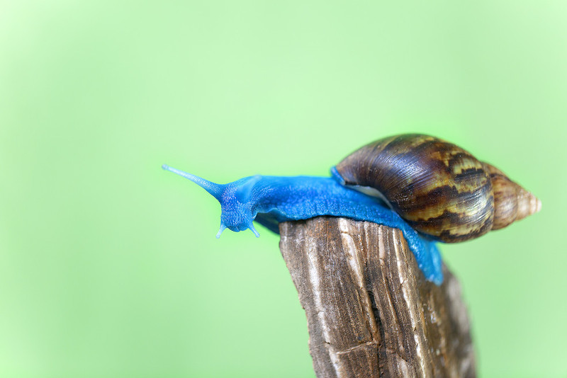 蓝蜗牛