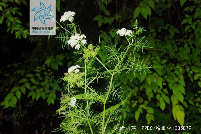  p>大齿山芹(学名: i>ostericum grosseserratum /i>  (maxim.