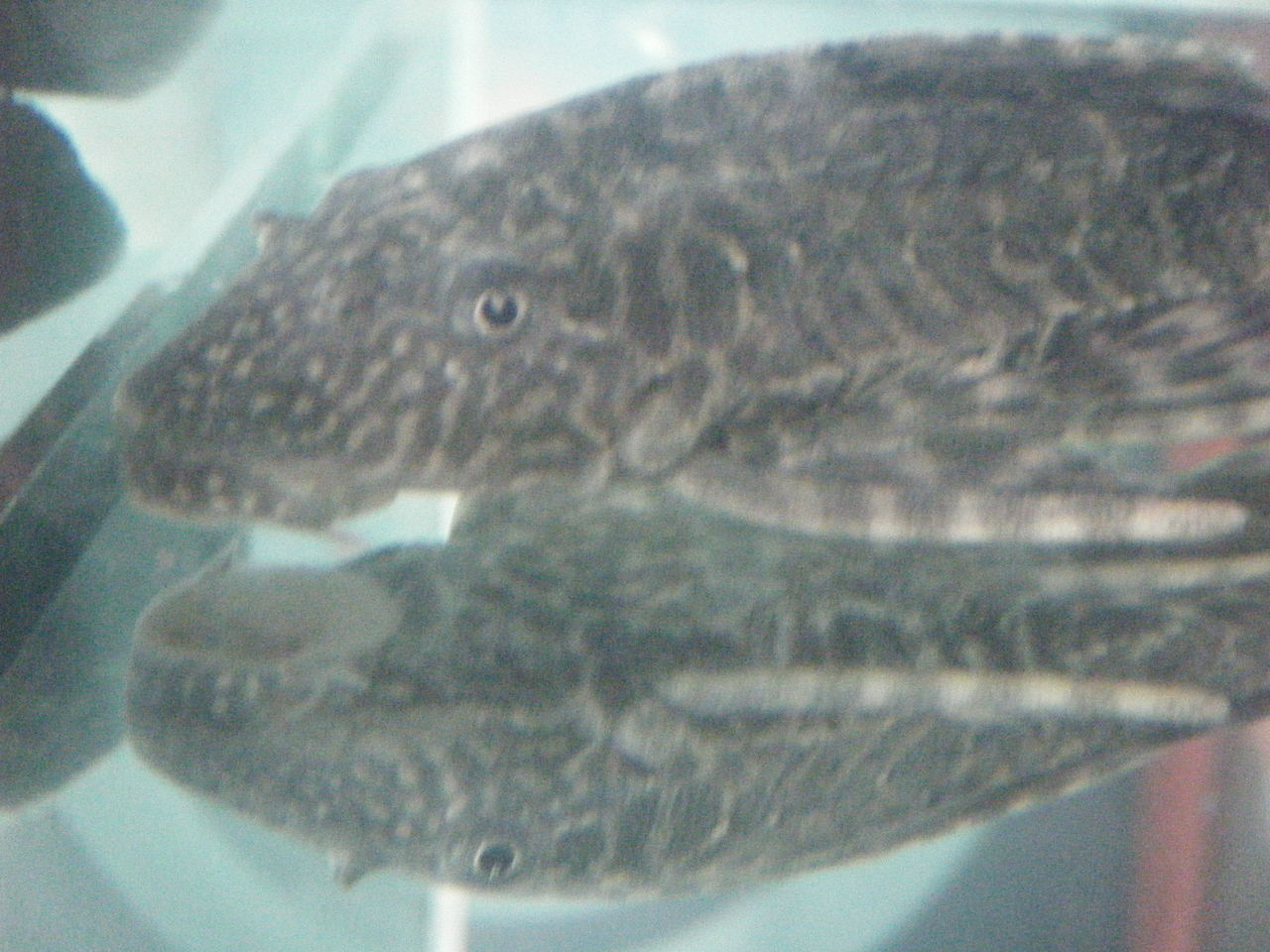  p>盾鳞 (placoid scale )是一种 a href="#" data-lemmaid="6194678"