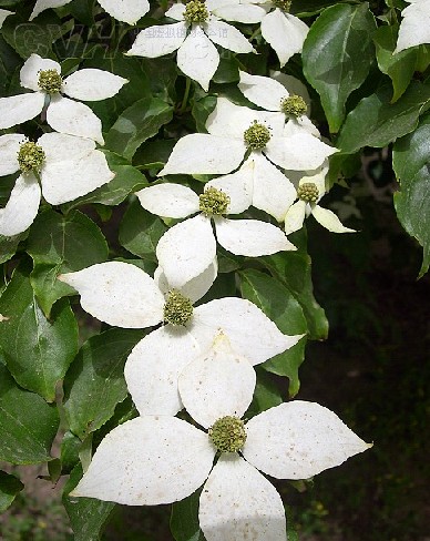  p>大型四照花,(拉丁学名:dendrobenthamia gigantea (hand.-mazz.
