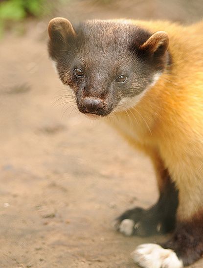  p>黄喉貂东北亚种是鼬科貂属动物. /p>