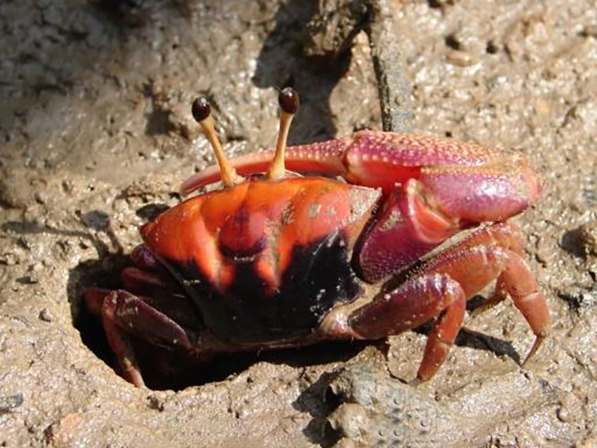  p>短柄红眼招潮蟹(英文名称:red eye stalked fiddler crab)最大的