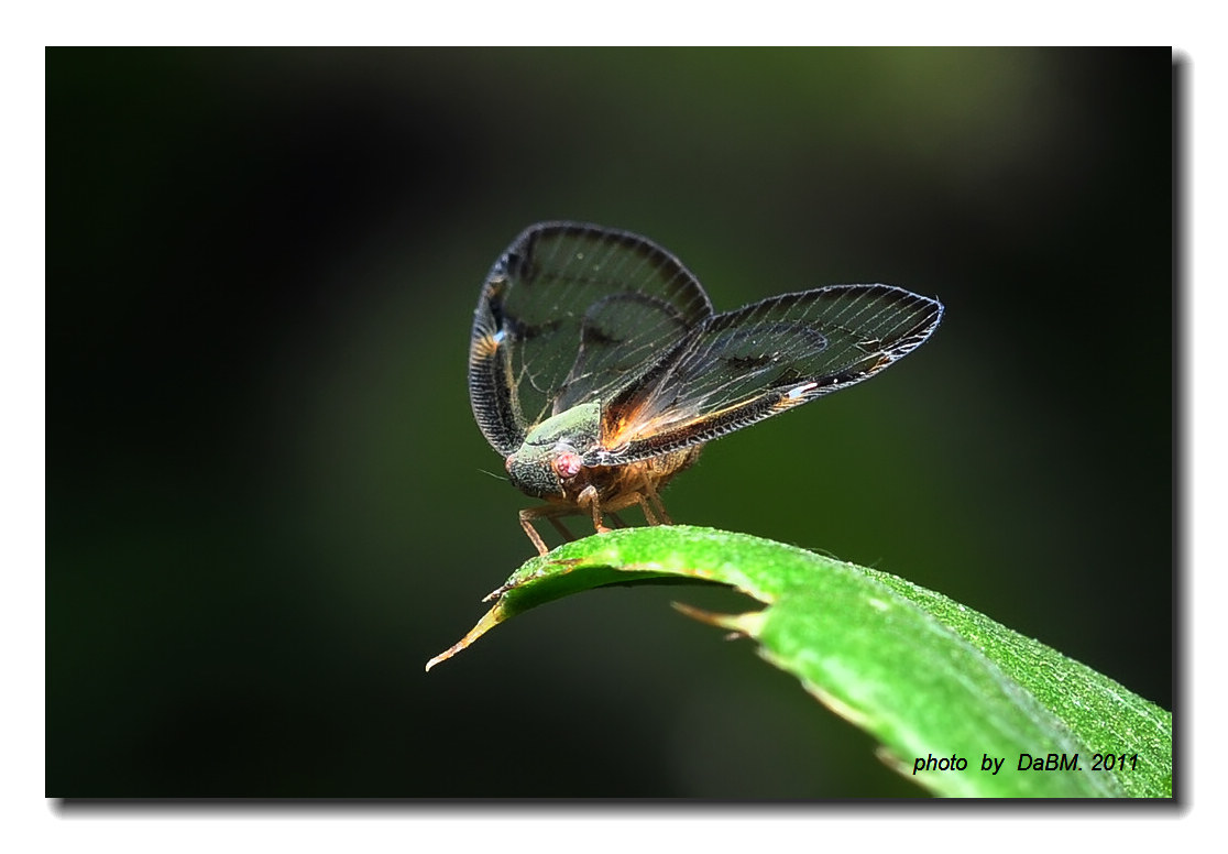  p data-id="gnwmk5kyew">广翅蜡蝉,昆虫类 a target="_blank" href="