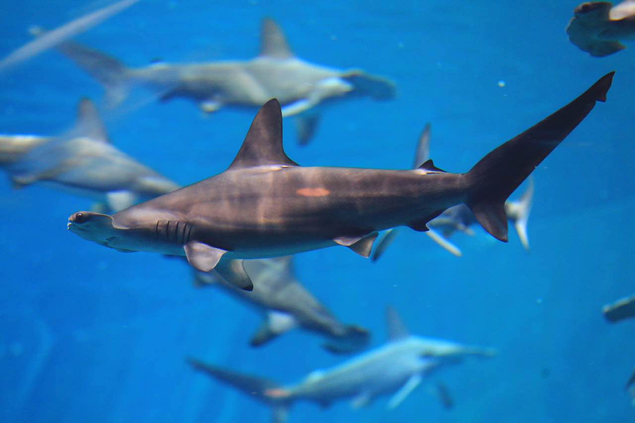  p>双髻鲨科(sphyrnidae)是鱼纲板鳃亚纲动物.