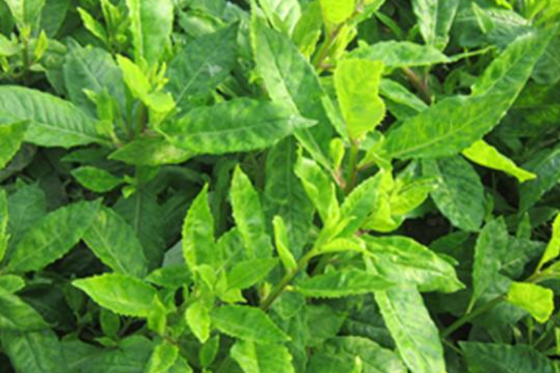  p>白凤菜(学名: i>gynura formosana /i> kitam.