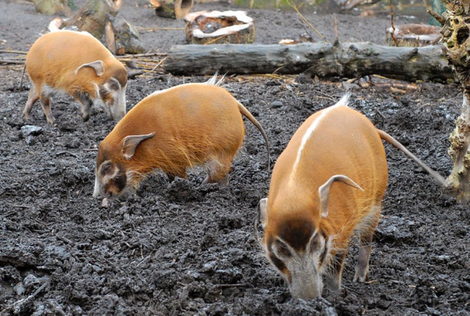  p>假面野猪(学名: i>potamochoerus larvatus /i>):体长100-150厘米