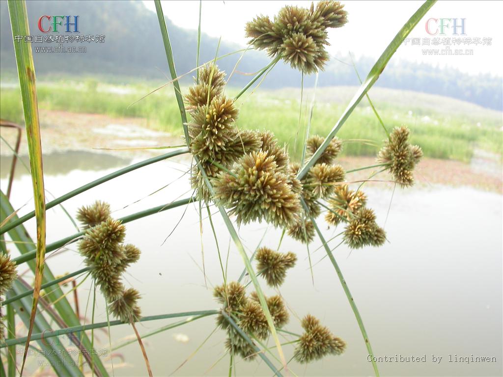 别名: a target="_blank" href="/item/球穗扁莎草/10682761" data