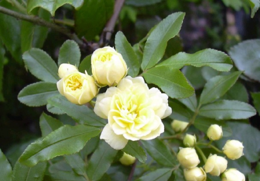木香花（中药）_百度百科
