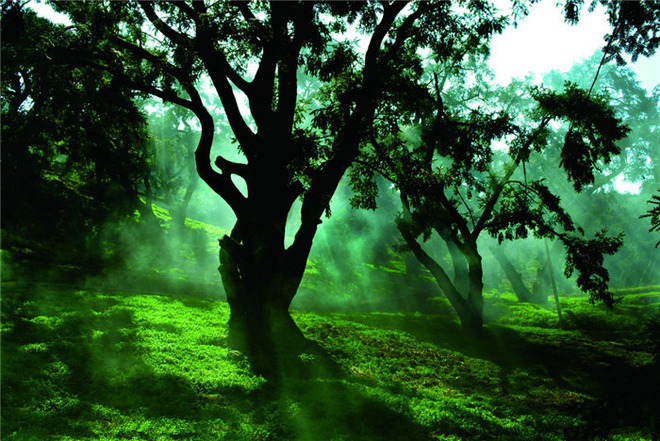 中国香榧森林公园