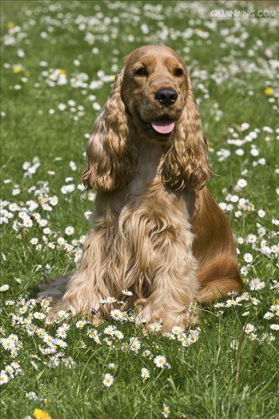  p>英国可卡犬(英文名:english cocker spaniel)又称 a target="