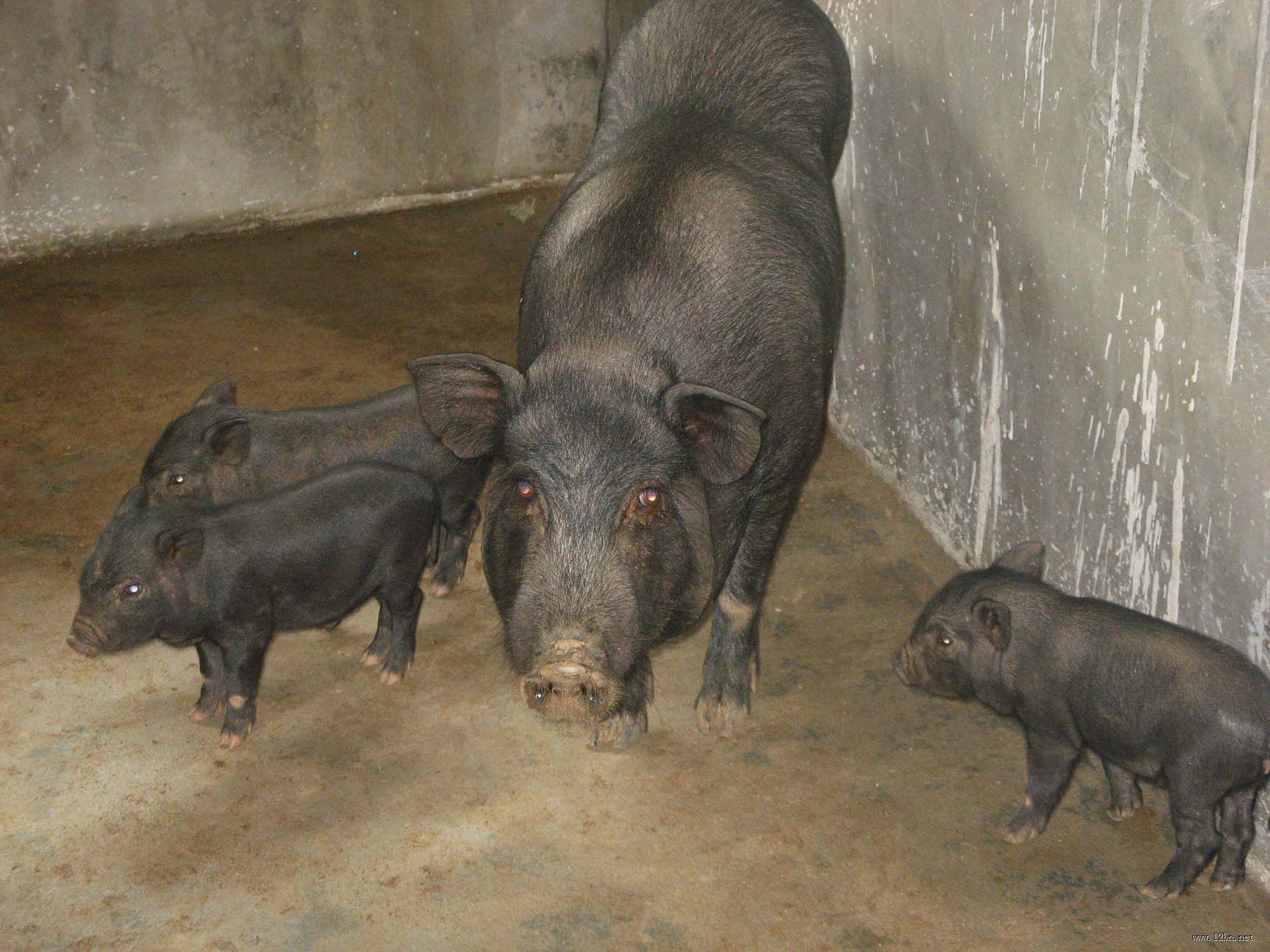  p>滇南小耳猪产于 a href="#">云南省勐腊 /a>, a href="#" data