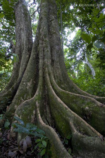 p>板根(plank buttresses root)亦称"板状根",热带雨林植物 a href="
