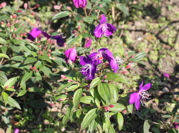银毛野牡丹(变种)