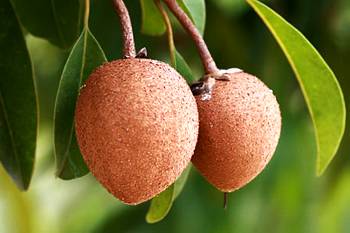  p>山榄科,乔木或灌木,有时具乳汁,髓部,皮层及叶肉有分泌硬橡胶的乳