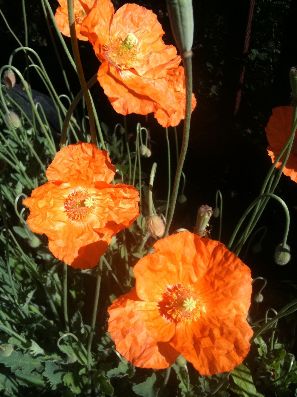 橙色重瓣罂粟