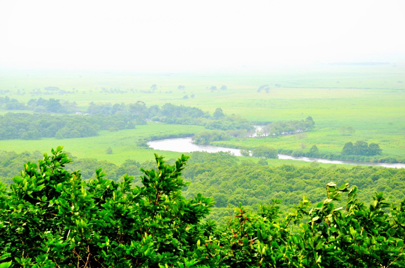 kushiro wetland