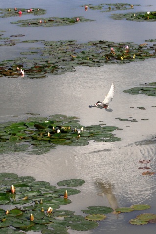 大庆龙凤湿地自然保护区