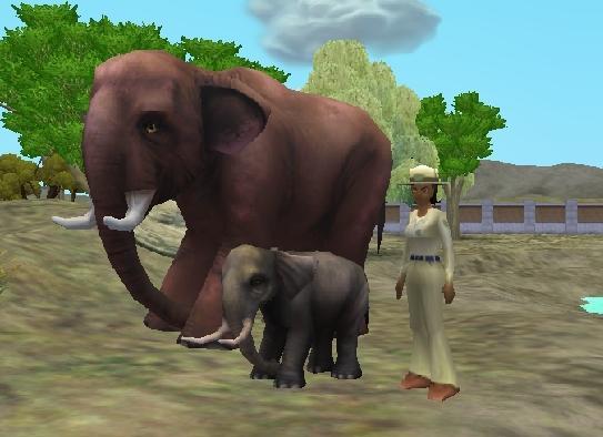  p>欧洲矮象(elephas falconeri)是一种灭绝的象,生存于西西里岛及