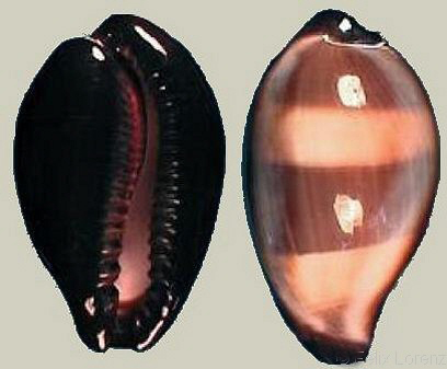  p>玛瑙宝螺(学名:erronea onyx onyx)是 a href="#">腹足纲 /a>宝螺