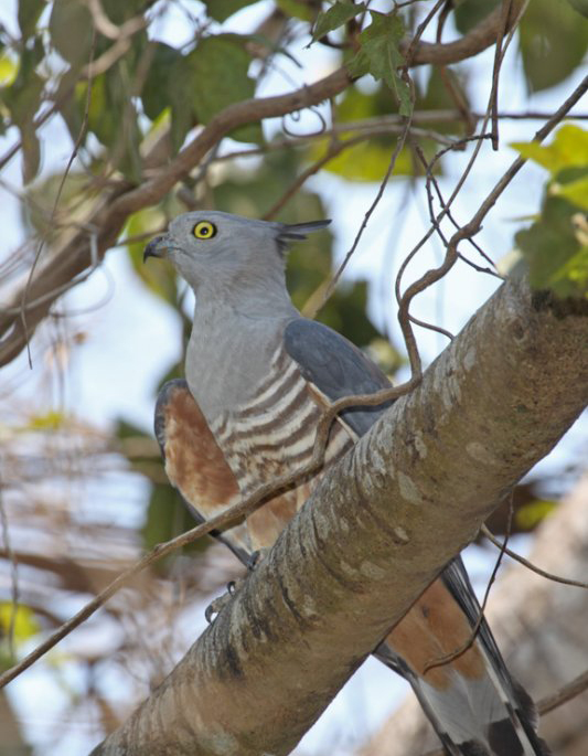  p>凤头鹃隼(学名: i>aviceda subcristata /i>):为鹰科鹃隼属的鸟 a