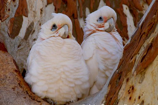  p>小凤头鹦鹉(学名 : i>cacatua sanguinea /i>)是 a href="#">鹦形